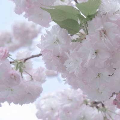 永平福瑞交流群